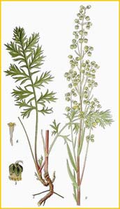   ( Artemisia laciniata ) Bilder ur Nordens Flora (1901-1905) by Carl Lindman