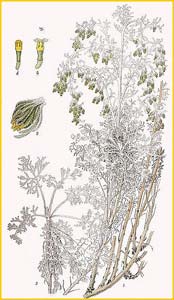   ( Artemisia maritima ) Bilder ur Nordens Flora (1901-1905) by Carl Lindman