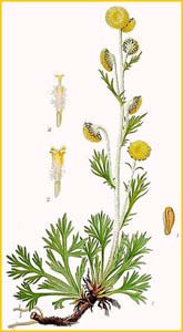   ( Artemisia norvegica ) Bilder ur Nordens Flora (1901-1905) by Carl Lindman