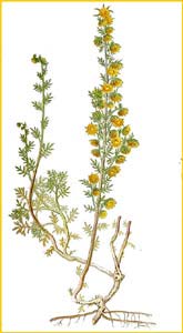   /  ( Artemisia rupestris ) Bilder ur Nordens Flora (1901-1905) by Carl Lindman