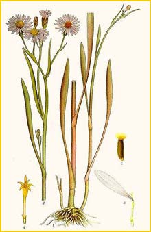   ( er tripolium ) Bilder ur Nordens Flora (1901-1905) by Carl Lindman