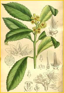    ( Laurelia sempervirens / serrata )  Curtis's Botanical Magazine 1909