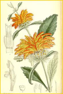   ( Leonotis dysophylla ) Curtis's Botanical Magazine 1911