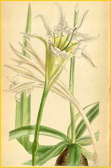   ( Ismene tenuifolia / Leptochiton quitoensis )  Curtis's Botanical Magazine