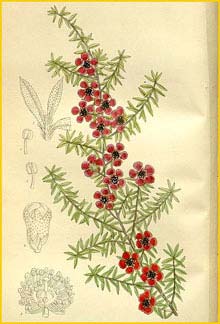   .  ( Leptospermum scoparium var. nicholsii ) Curtis's Botanical Magazine 1912
