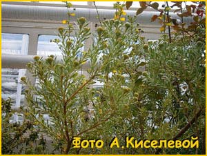    ( Leucadendron linifolium )