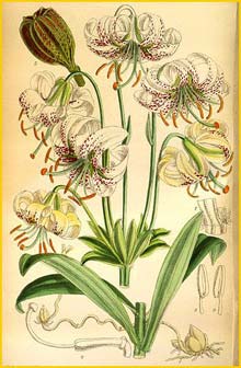   ( Lilium farreri )  Curtis's Botanical Magazine 1920