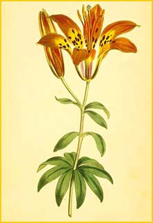   ( Lilium philadelphicum )  Curtis's Botanical Magazine 