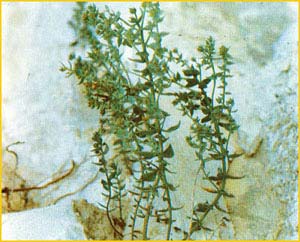   ( Linaria cretacea ),    