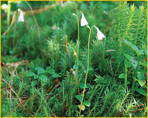   ( Linnaea borealis ),    