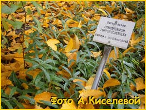  -  ( Lithospermum purpureocaeruleum / Buglossoides purpureocaerulea )