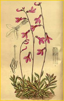   ( Lobelia holstii )  Curtis's Botanical Magazine 1916