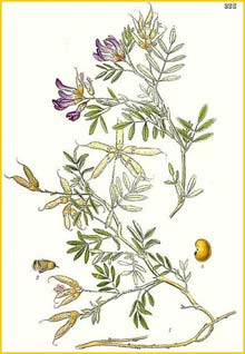   ( Astragalus arenarius ) Bilder ur Nordens Flora (1901-1905) by Carl Lindman