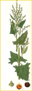   ( Atriplex deltoideum ) Bilder ur Nordens Flora (1901-1905) by Carl Lindman