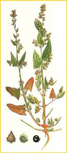   ( Atriplex hastifolium ) Bilder ur Nordens Flora (1901-1905) by Carl Lindman