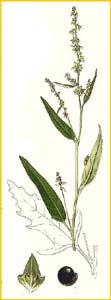   ( Atriplex patula ) Bilder ur Nordens Flora (1901-1905) by Carl Lindman