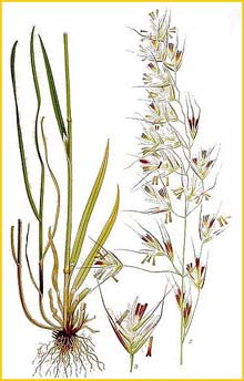   /  ( Avena pubescens ) Bilder ur Nordens Flora (1901-1905) by Carl Lindman