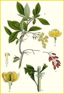   ( erberis vulgaris ) Bilder ur Nordens Flora (1901-1905) by Carl Lindman