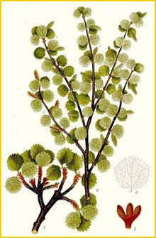   ( etula nana ) Bilder ur Nordens Flora (1901-1905) by Carl Lindman