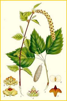   /  ( Betula pendula / verrucosa ) Bilder ur Nordens Flora (1901-1905) by Carl Lindman