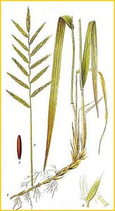   ( Brachypodium pinnatum ) Bilder ur Nordens Flora (1901-1905) by Carl Lindman
