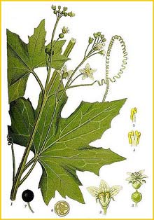 Бриония белая ( Вryonia alba ) Bilder ur Nordens Flora (1901-1905) by Carl Lindman