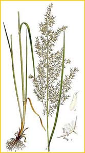  ( Calamagrostis lanceolata ) Bilder ur Nordens Flora (1901-1905) by Carl Lindman