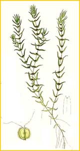   ( Callitriche autumnalis ) Bilder ur Nordens Flora (1901-1905) by Carl Lindman