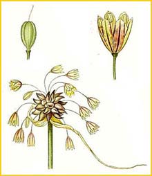   ( Allium oleraceum ) Bilder ur Nordens Flora (1926) by Carl Lindman