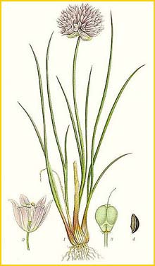   ( Allium schoenoprasum ) Bilder ur Nordens Flora (1926) by Carl Lindman
