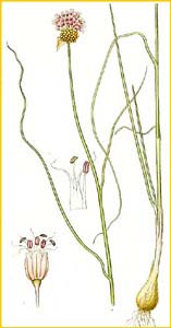   ( Allium vineale ) Bilder ur Nordens Flora (1926) by Carl Lindman 