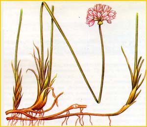  ( Allium caespitosum ),    