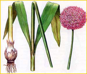    ( Allium grande ),    