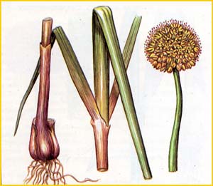   ( Allium microbulbum ),    