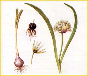   ( Allium paulii ),    