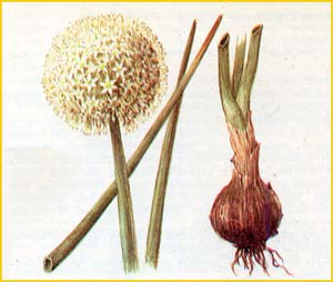   ( Allium pskemense ),    