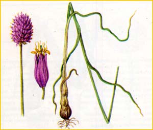   ( Allium regelii ),    