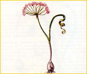   ( Allium sergii ),    