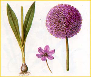   ( Allium trautvetterianum ),    