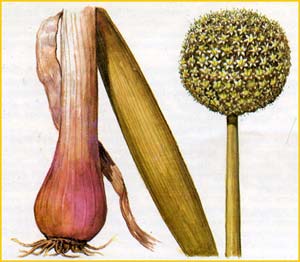    ( Allium vavilovii ),    