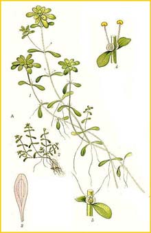   /  ( Callitriche stagnalis ) Bilder ur Nordens Flora (1901-1905) by Carl Lindman