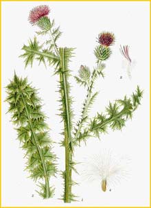   /  /  ( Carduus acanthoides ) Bilder ur Nordens Flora (1901-1905) by Carl Lindman