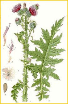   ( Carduus crispus ) Bilder ur Nordens Flora (1901-1905) by Carl Lindman