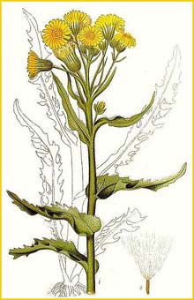  ( Cineraria palustris ) Bilder ur Nordens Flora (1901-1905) by Carl Lindman