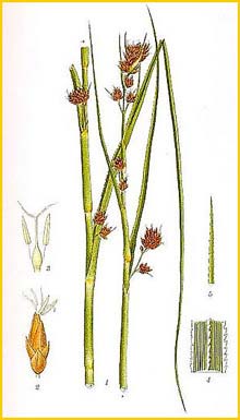 -  ( Cladium mariscus ) Bilder ur Nordens Flora (1901-1905) by Carl Lindman