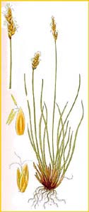   ( Kobresia caricina ) Bilder ur Nordens Flora (1901-1905) by Carl Lindman