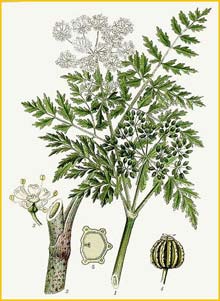   ( Conium maculatum ) Bilder ur Nordens Flora (1901-1905) by Carl Lindman