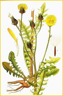   ( Crepis biennis ) Bilder ur Nordens Flora (1901-1905) by Carl Lindman