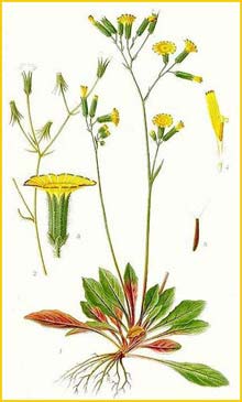   ( Crepis multicaulis ) Bilder ur Nordens Flora (1901-1905) by Carl Lindman