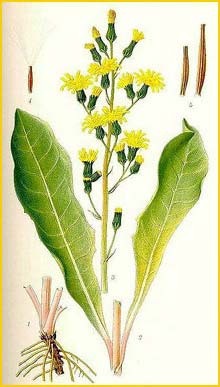   ( Crepis praemorsa ) Bilder ur Nordens Flora (1901-1905) by Carl Lindman